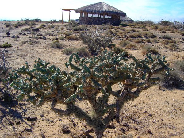 Landscaping in San Juanico